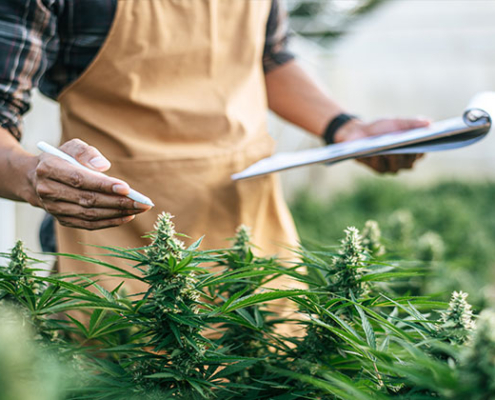 quix-strafverteidigung-zum-thema-cannabis-anbau-und-verkauf-entkriminalisierung-information-fachanwaeltin-strafrecht