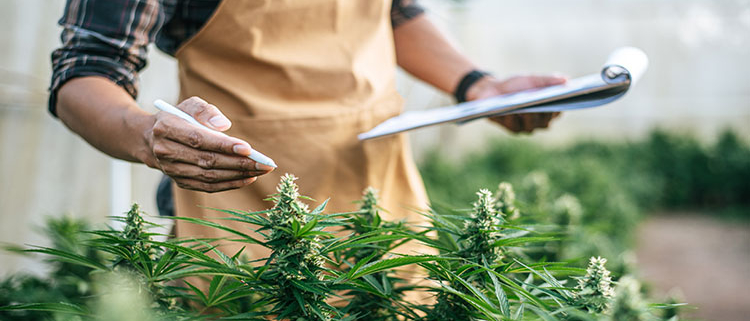 quix-strafverteidigung-zum-thema-cannabis-anbau-und-verkauf-entkriminalisierung-information-fachanwaeltin-strafrecht
