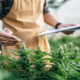 quix-strafverteidigung-zum-thema-cannabis-anbau-und-verkauf-entkriminalisierung-information-fachanwaeltin-strafrecht